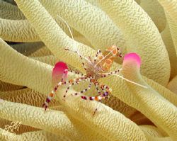 Spotted Cleaner Shrimp from Bonaire. Nikon 990 with Ikeli... by Brian Mayes 